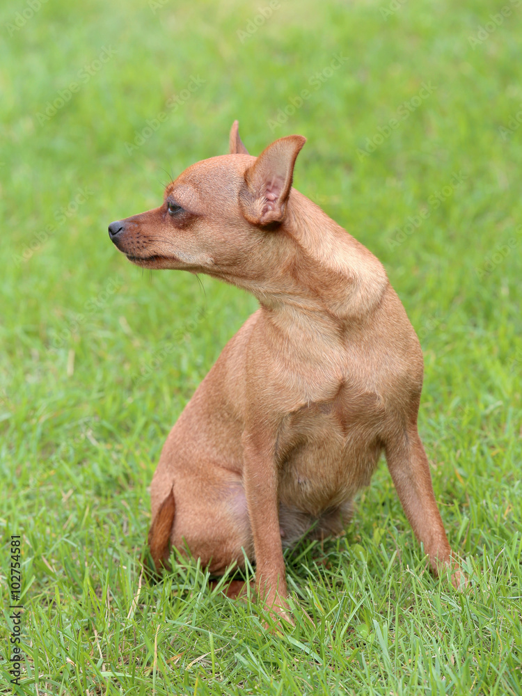 Typical Prague Red Hunter dog on a green grass lawn Typical Prague Red Hunter dog on a green grass lawn