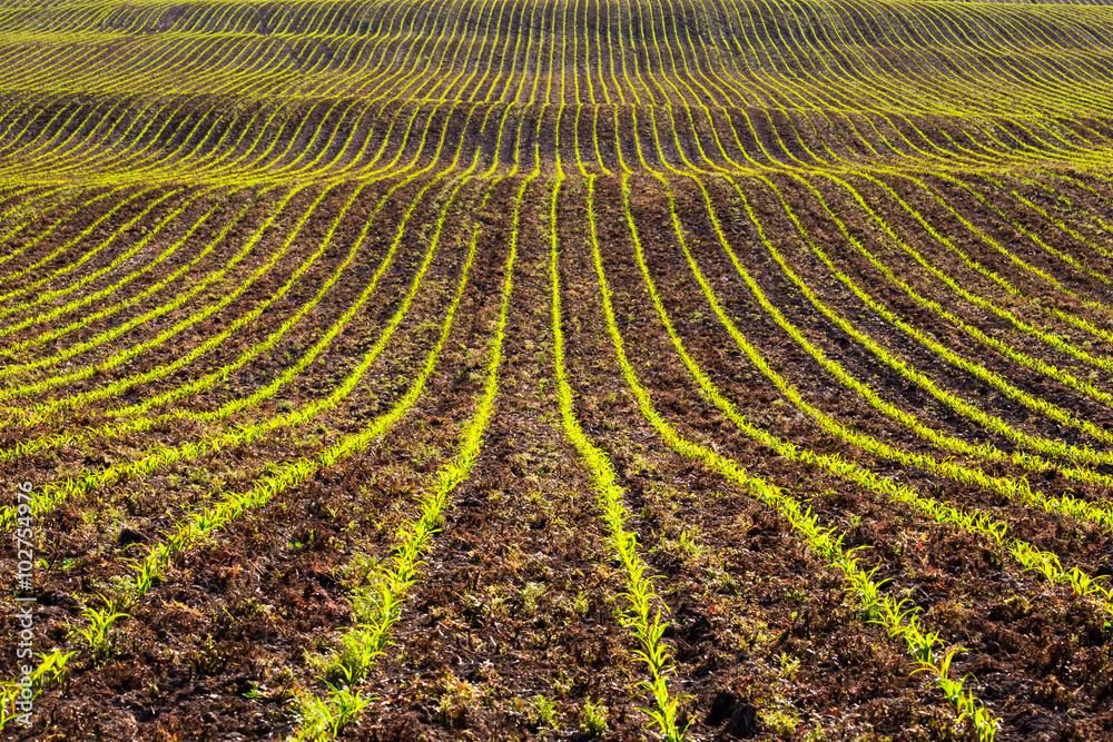 Abstract curvy fields