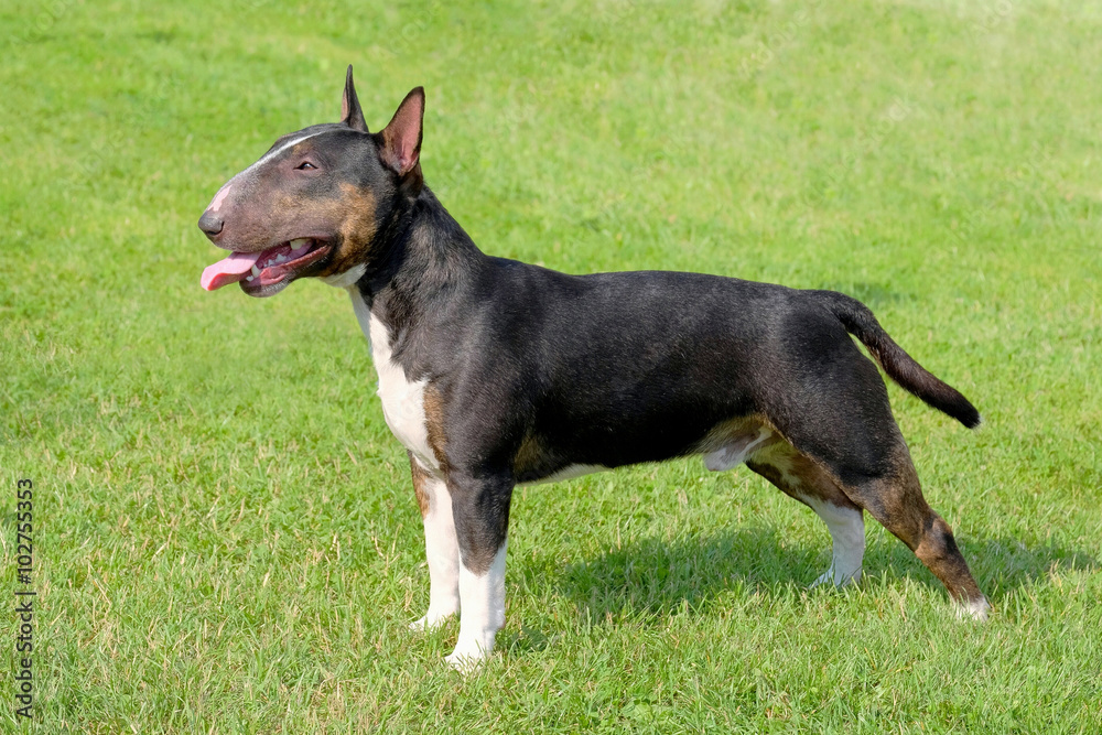 Typical Miniature Bull Terrier on a green grass lawn