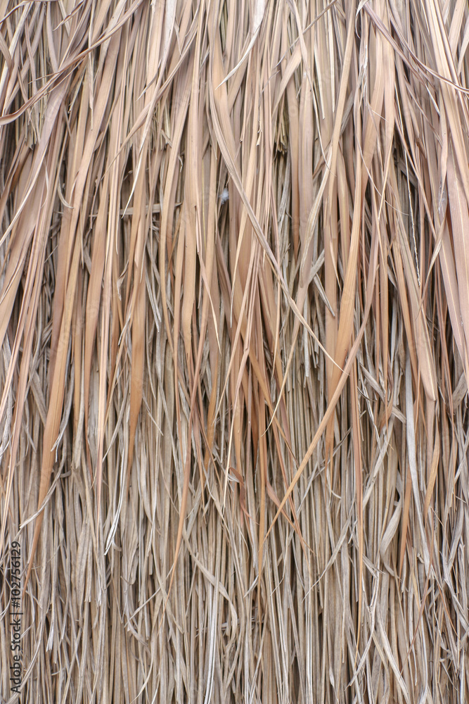 Close up straw background. Texture of straw Close up straw background. Texture of straw
