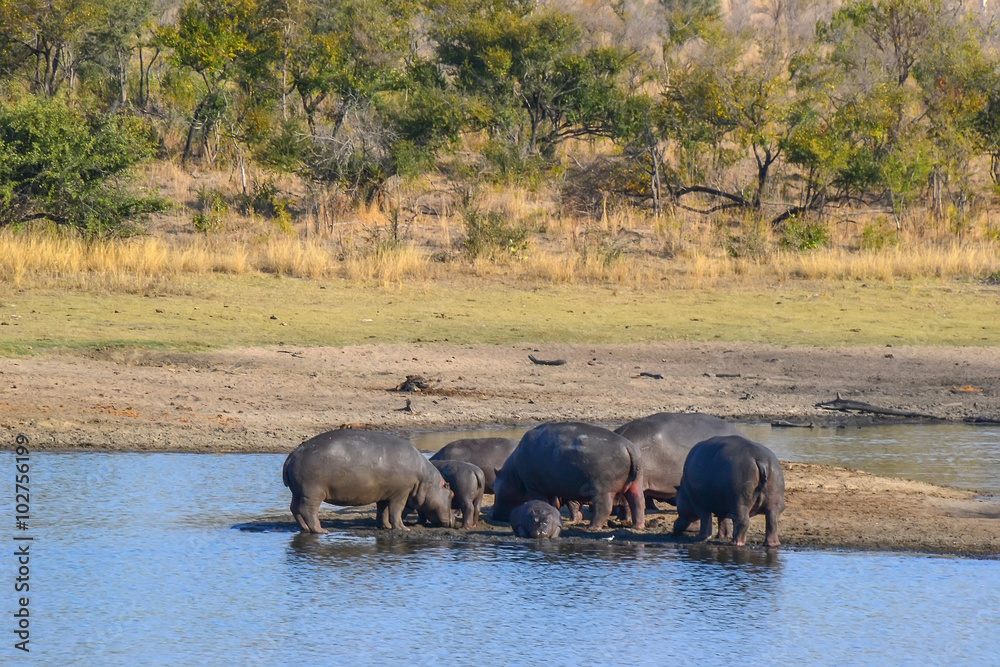 Hippo in Kruger National park - South Africa Hippo in Kruger National park - South Africa