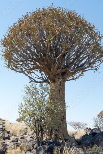 Koekerboom (Aloe Dictoma) in Namibia photo