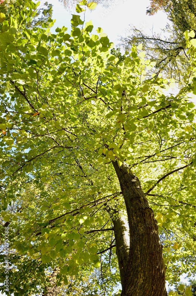 Fototapeta premium Pod drzewem