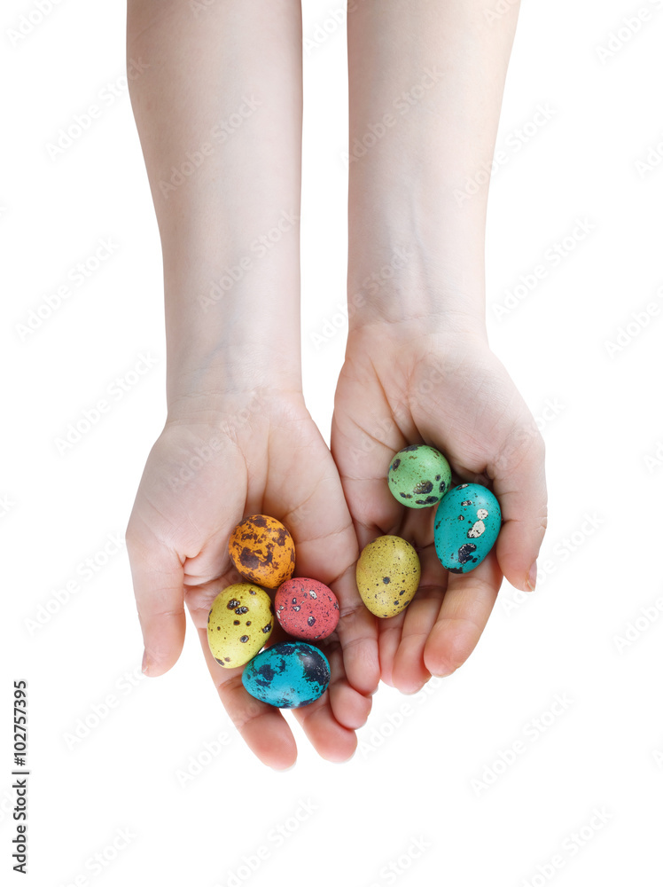 Colored easter eggs in hands. Quail eggs. Isolated with clipping pathon a white background. Top view. Colored easter eggs in hands. Quail eggs. Isolated with clipping pathon a white background. Top view.