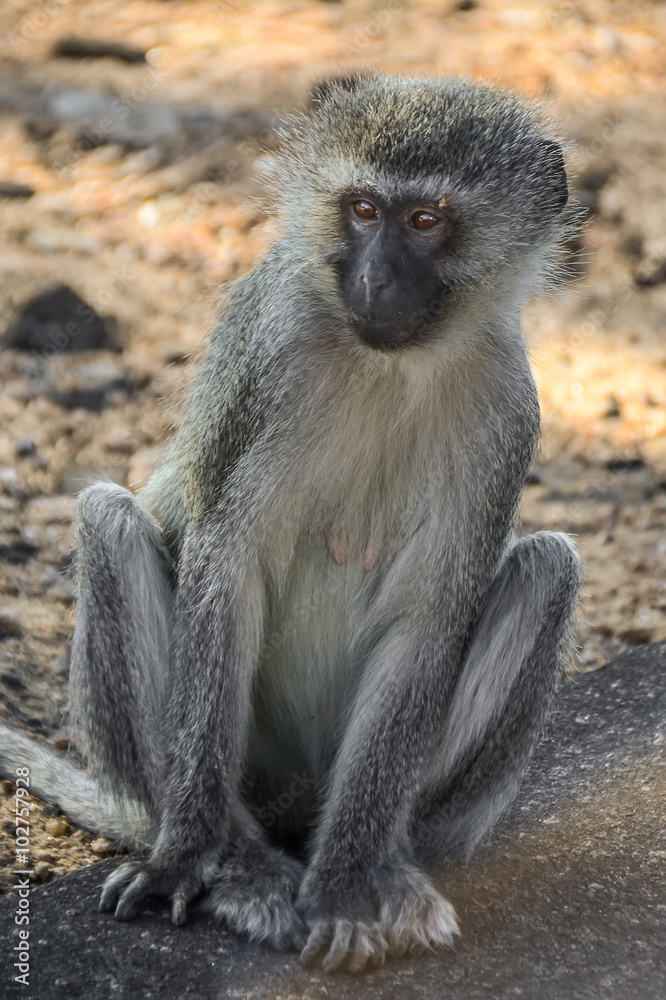 Vervet monkeys in Kruger National park - South Africa Vervet monkeys in Kruger National park - South Africa