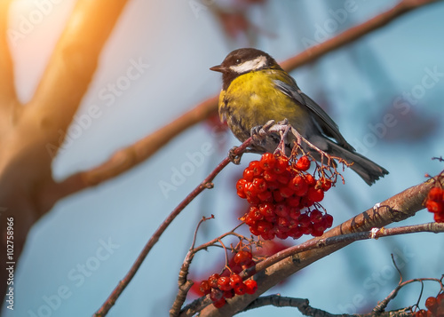 Titmouse sitting on a rowan-tree