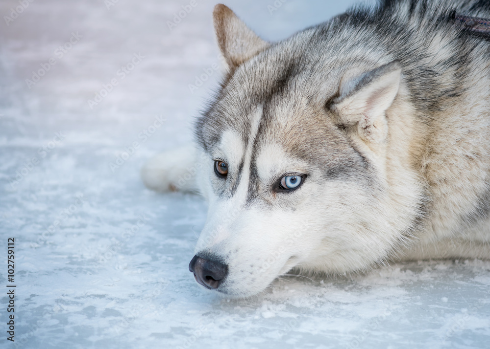 The portrait of a husky