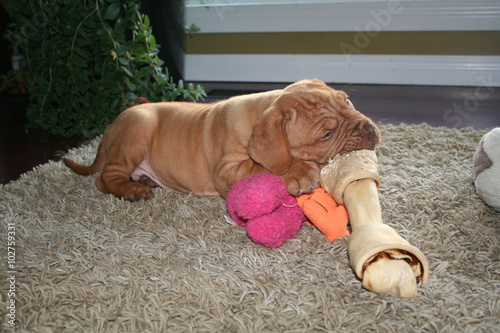 Fotografie dogue de bordeaux puppy chewing bone