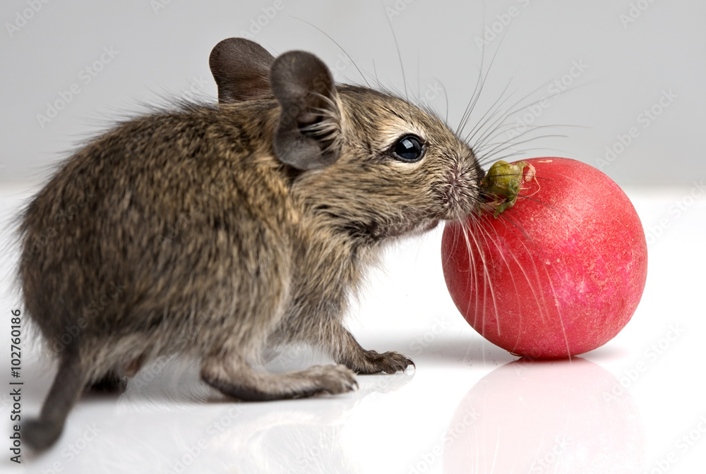 Fotografie baby degu
