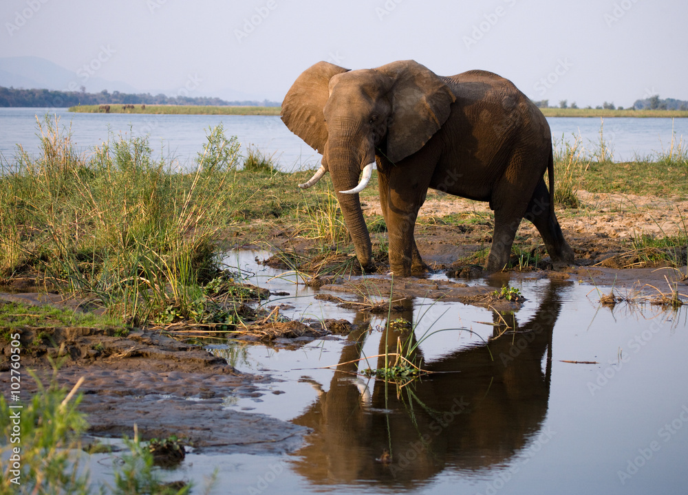 Naklejka premium The elephant stands next to the Zambezi river with reflection in water. Zambia. Lower Zambezi National Park. Zambezi River. An excellent illustration.
