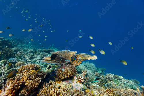 Fototapeta Naklejka Na Ścianę i Meble -  Coral reef underwater