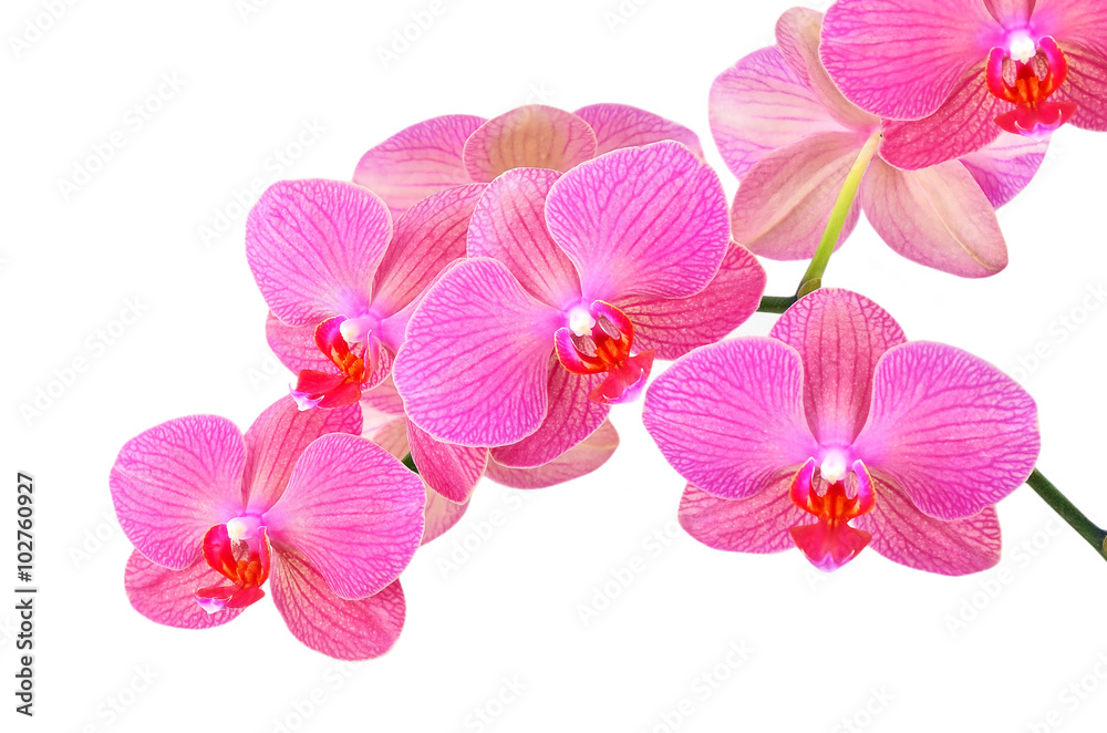 Pink orchid flower, isolated on white background Pink orchid flower, isolated on white background