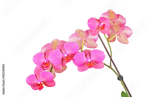 Fototapeta Naklejka Na Ścianę i Meble -  Pink orchid flower, isolated on white background