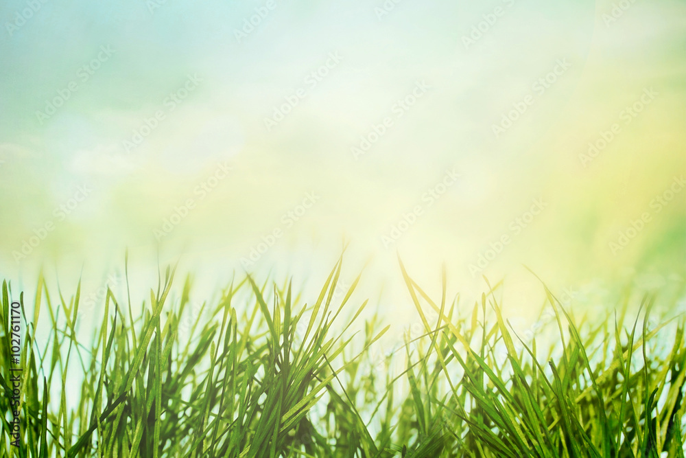 Spring sunny field Spring sunny field
