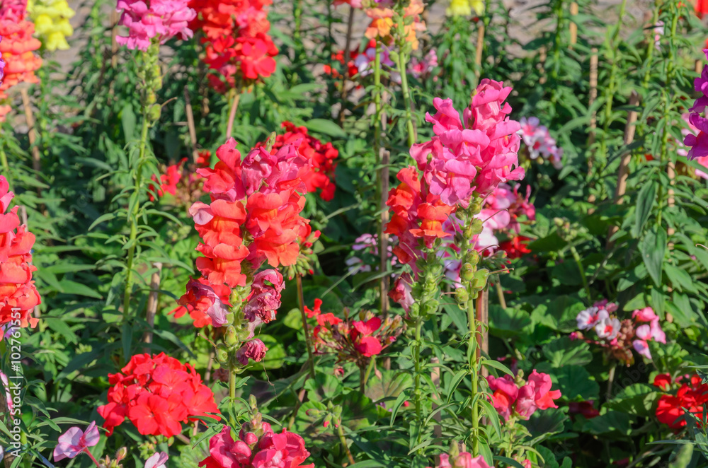 Snap dragon blooming in garden