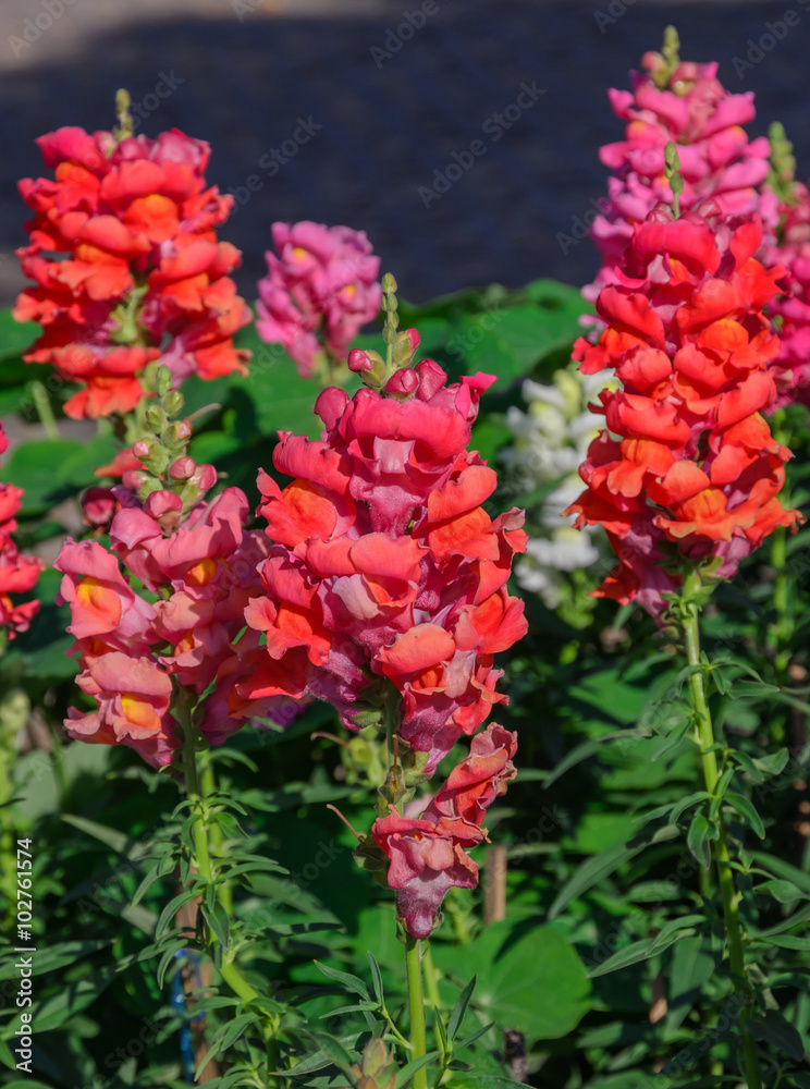 Snap dragon blooming in garden Snap dragon blooming in garden