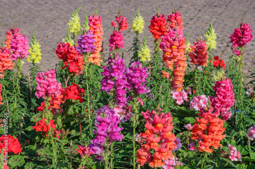 Snap dragon blooming in garden