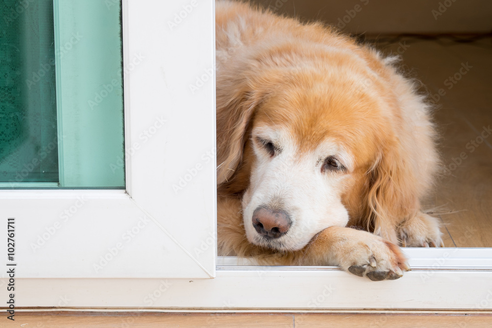 Golden retriever dog laying at the door