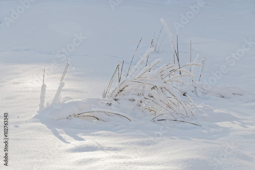 Wallpaper Mural Winter, straw partly covered with snow Torontodigital.ca