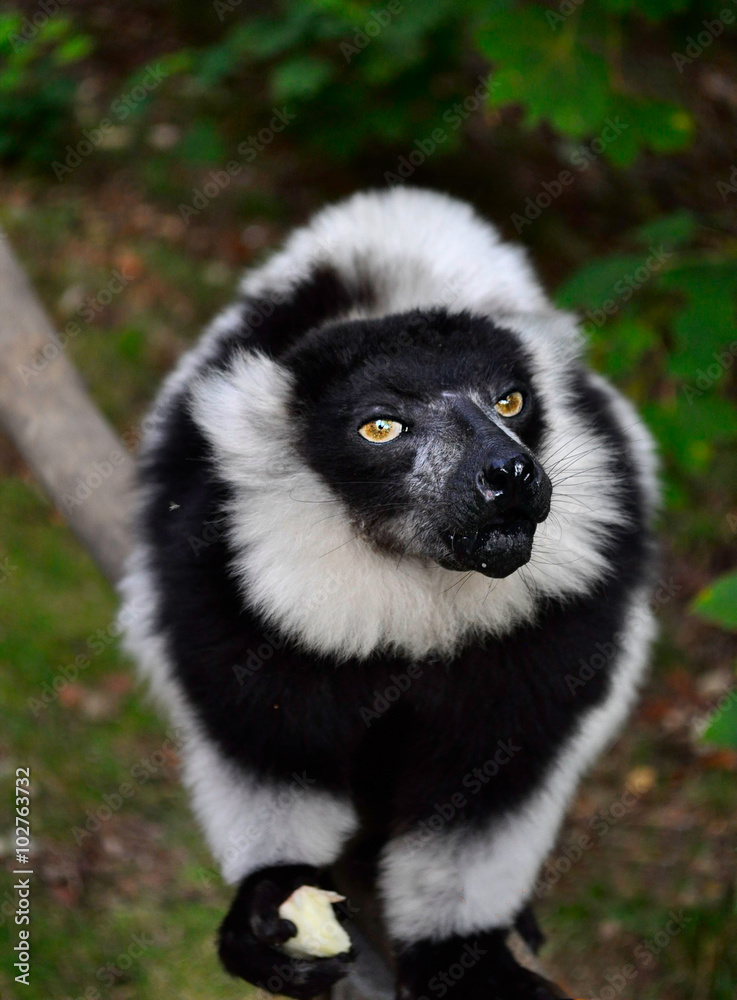 A portrait of a black-and-white Ruffed Lemur - Varecia variegata - eating a piece of fruit