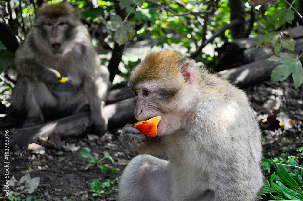 Fototapeta premium Close up of a monkey eating a piece of fruit
