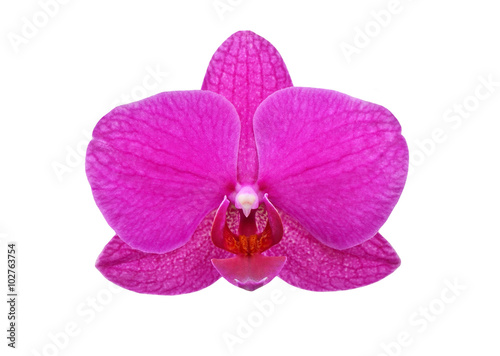 Fototapeta Purple orchid flower
