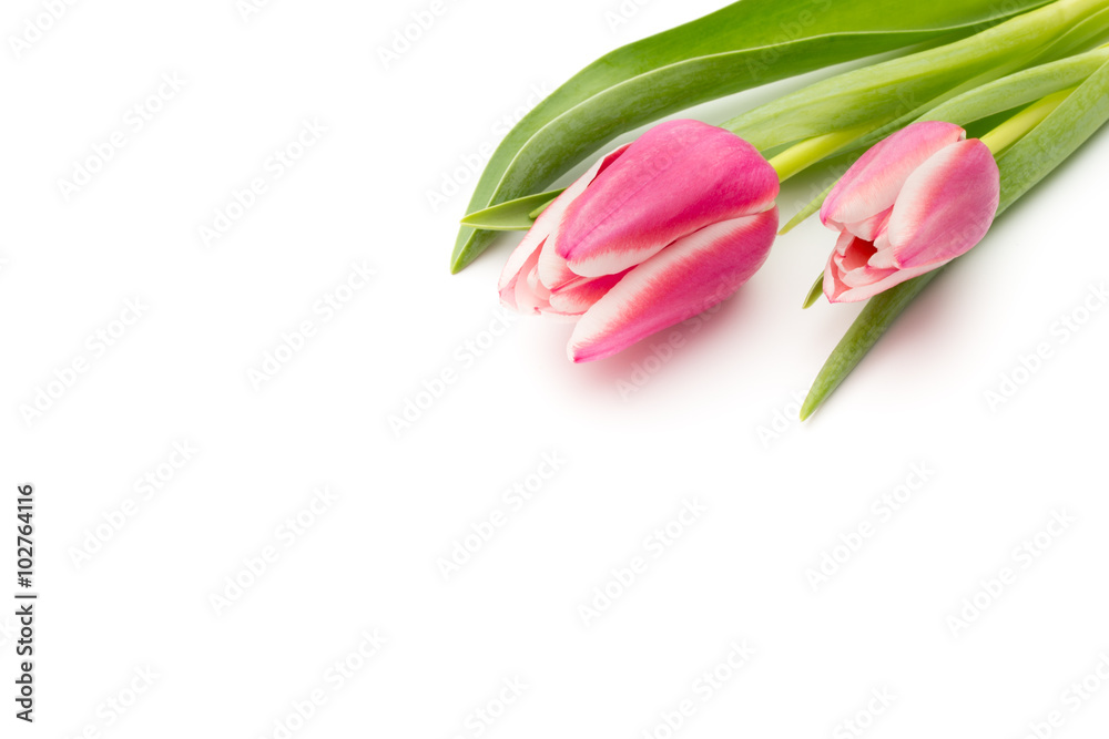 Tulips pink on the white background.