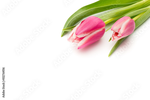 Tulips pink on the white background.