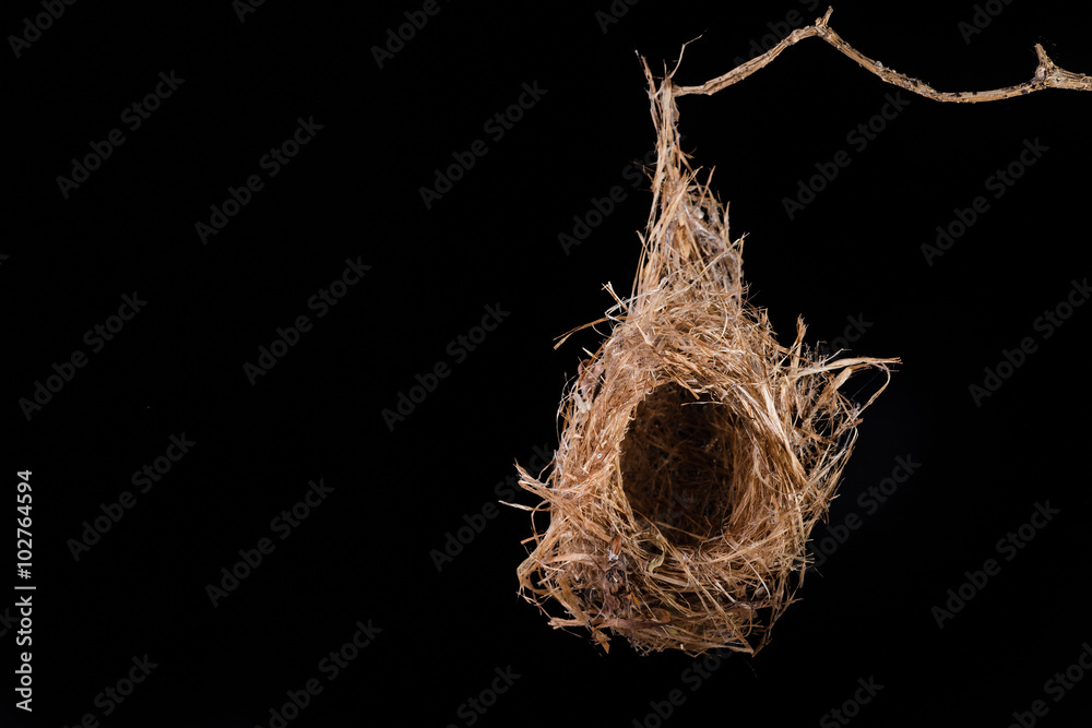 Empty bird nest on black background Empty bird nest on black background
