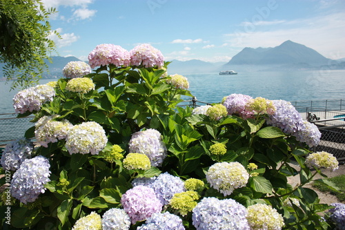 Summer at Lake Maggiore with colorful hydrangeas blossoms, Stresa Italy  photo