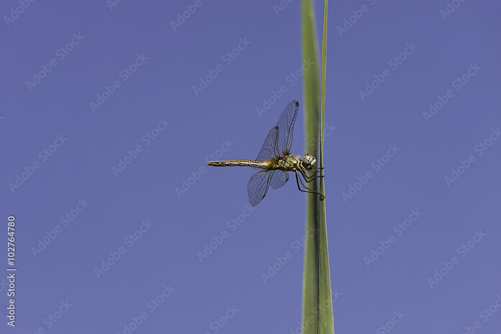 Fototapeta premium composizione fotografica orizzontale a colori di una libellula appoggiata al filo d’erba verde su sfondo del cielo azzurro