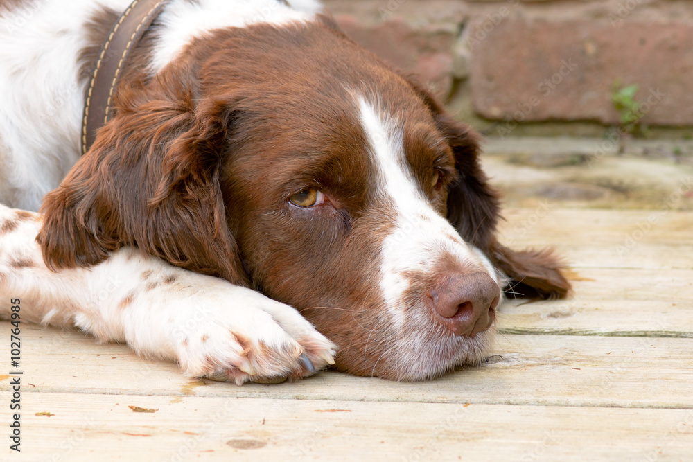 English springer spaniel dog lying down on veranda