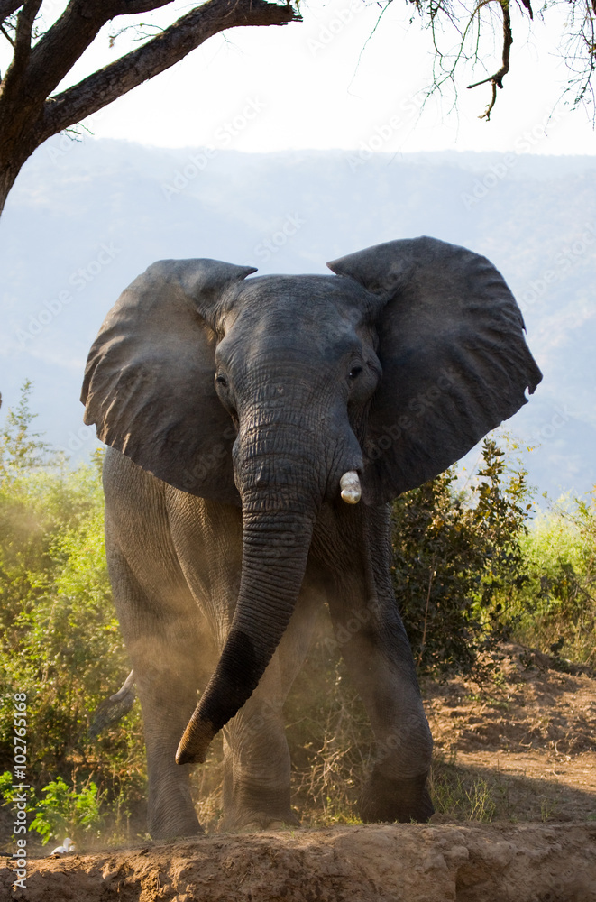 Fototapeta premium Wild Elephant throws the dust. Zambia. Lower Zambezi National Park. Zambezi River. An excellent illustration. 