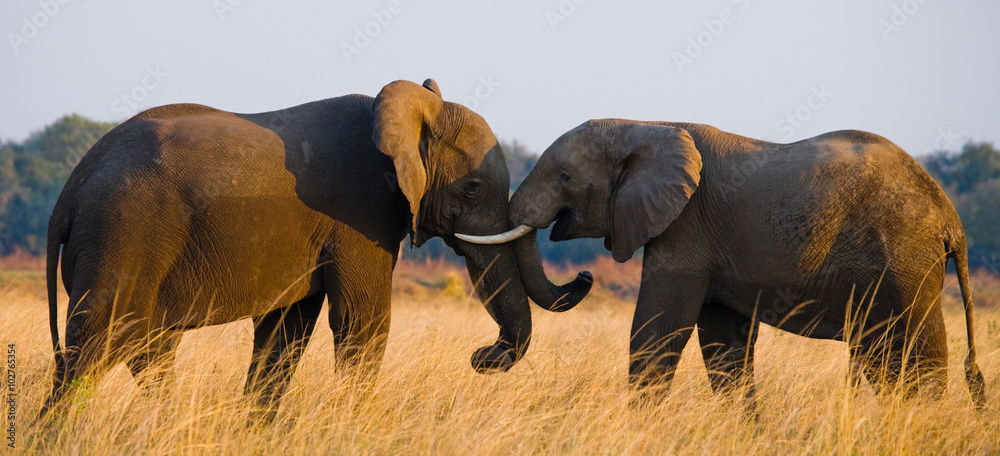 Naklejka premium Two elephants playing with each other. Zambia. Lower Zambezi National Park. Zambezi River. An excellent illustration.