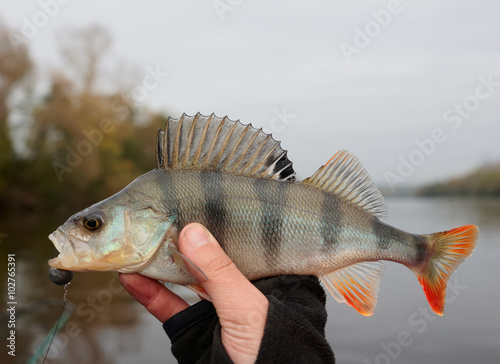 Common perch in fisherman's hand