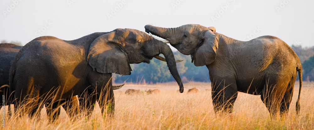 Fototapeta premium Two elephants playing with each other. Zambia. Lower Zambezi National Park. Zambezi River. 