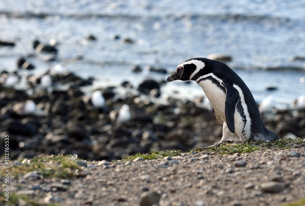 Obraz premium Magellanic Penguins at the penguin sanctuary on Magdalena Island in the Strait of Magellan near Punta Arenas in southern Chile.
