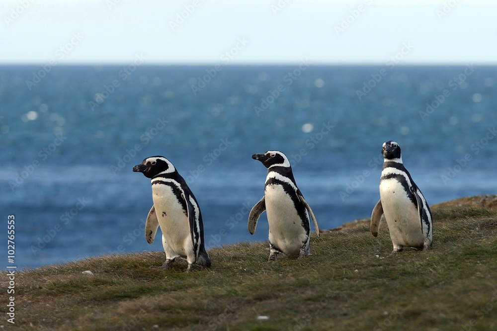 Fototapeta premium Magellanic Penguins at the penguin sanctuary on Magdalena Island in the Strait of Magellan near Punta Arenas in southern Chile.