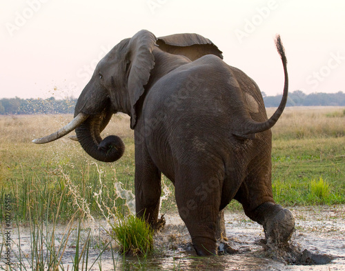 Elephant runs away. Zambia. Lower Zambezi National Park. Zambezi River. An excellent illustration.