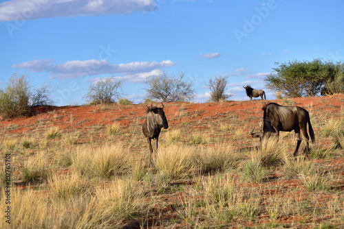 Blue wildebeest antelopes