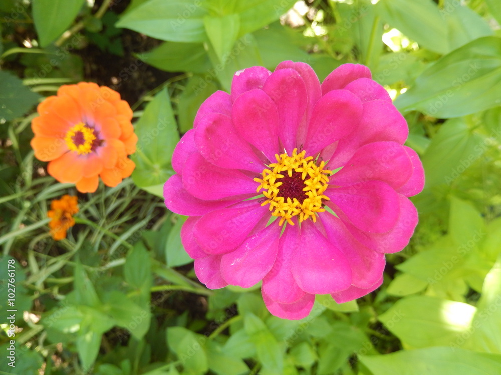 Closeup on daisy flower blooming in garden Closeup on daisy flower blooming in garden