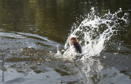 Pike on hook fighting in water