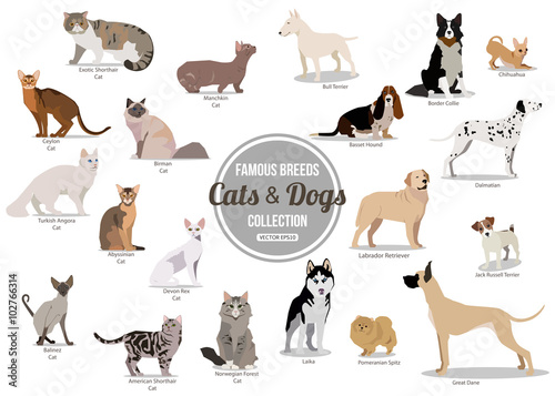 Set of flat sitting or walking cute cartoon dogs and dogs. Popular breeds. Flat style design isolated icons. 