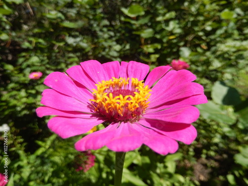 Closeup on hot pink daisy flower blooming in garden