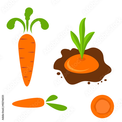 Carrot vector set in different styles. Cartoon flat style planted carrot vegetable and orange slice.
