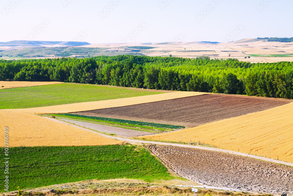 European summer landscape with  fields