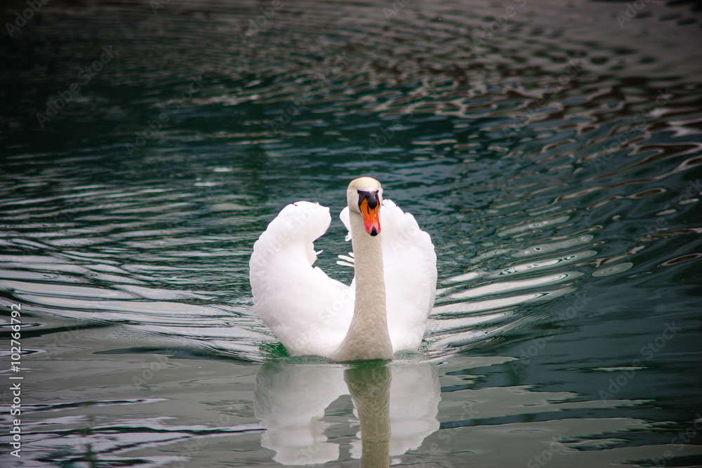 Obraz premium majestic swan