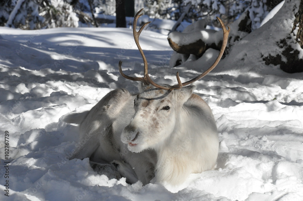 Obraz premium Rentiere im Winter