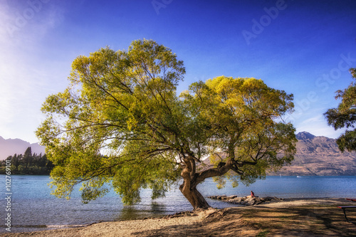 tree by lake wakatipu