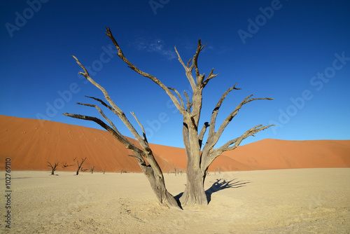 Dead Vlei  Sossusvlei  Namibia